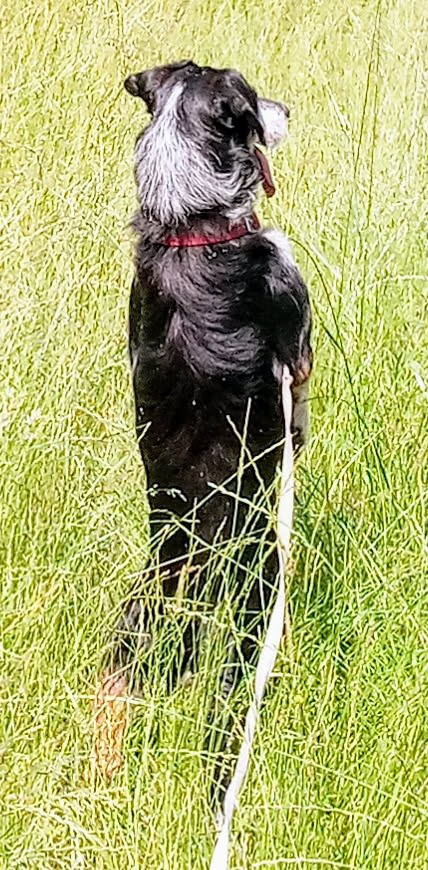 walking dog